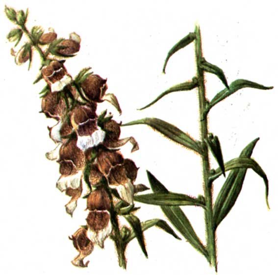 Наперстянка пурпурная и шерстистая