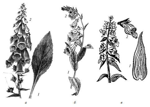 Листья наперстянки шерстистой