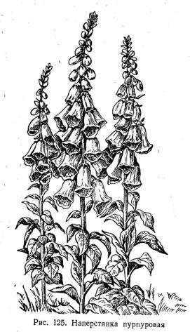 Наперстянка пурпуровая плод