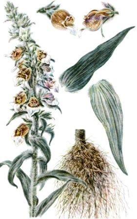 Листья наперстянки шерстистой Фармакогнозия