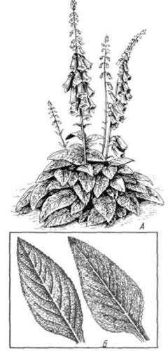 Наперстянка пурпуровая Ботаническая