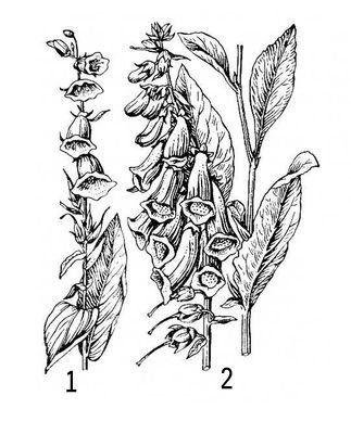 Наперстянка и эльфы