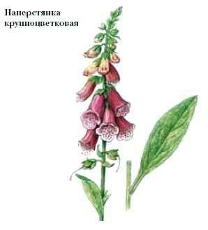 Наперстянка шерстистая гербарий