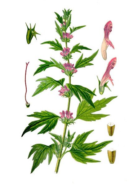 Пустырник сердечный Фармакогнозия