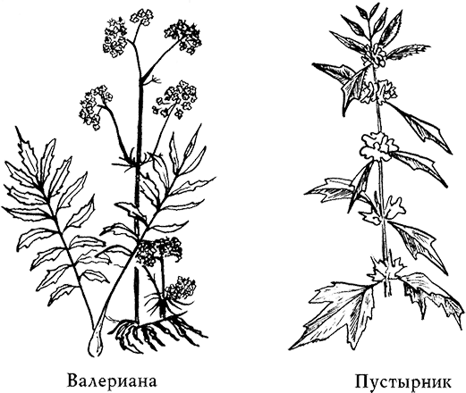 Пустырник пятилопастный