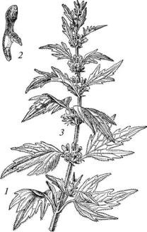 Пустырник сердечный и пятилопастный