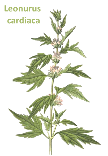 Пустырник пятилопастный Фармакогнозия