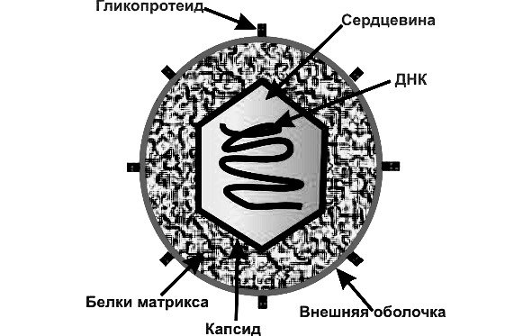 Строение ДНК И РНК вирусов