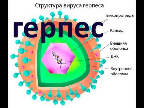 Схема строения вируса герпеса