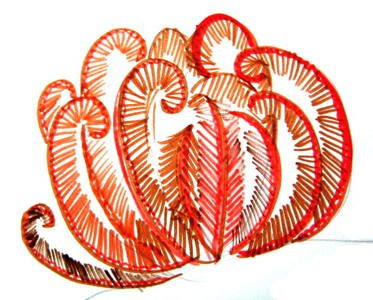 Морская Лилия рисунок