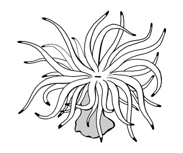 Актиния раскраска