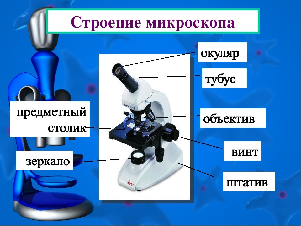 Микроскоп название частей биология 5 класс. Биология 5 кл строение микроскопа. Строение микроскопа ВПР 5. Строение увеличительных приборов микроскоп. Цифровой микроскоп строение 5 класс.