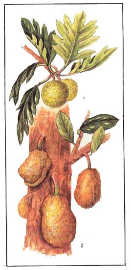 Хлебное дерево нарисовать