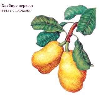 Хлебное дерево в Австралии