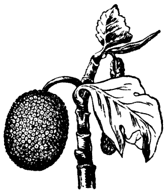 Раскраска плоды хлебного дерева