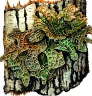 Что такое таллом у ягеля