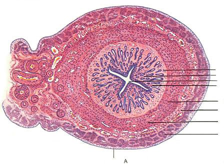 Препарат поперечного среза матки