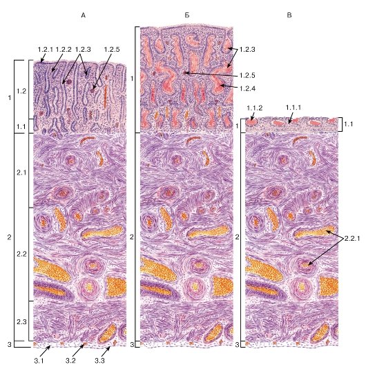 Миометрий матки гистология