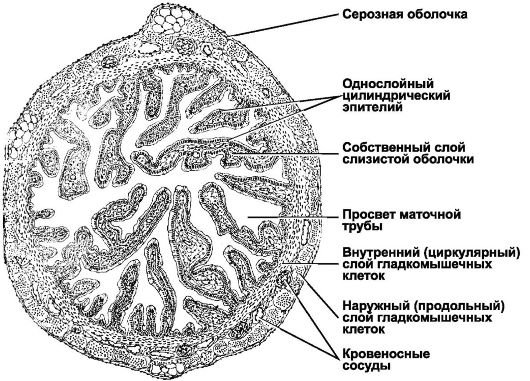Слизистая оболочка яйцевода гистология