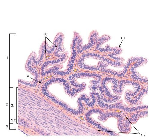 Маточная труба яйцевод гистология