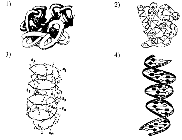 Структура белков рисунки. Первичная структура белка схематический рисунок. Вторичная структура белка ЕГЭ. Третичная структура белка схема. Вторичная структура белка схематический рисунок.