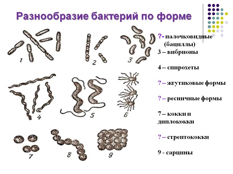 Расположите различные типы. Формы бактериальных клеток спирохеты. Формы бактериальных клеток микробиология. Формы бактерий кокки бациллы. Схема формы бактерий 7клпсс.