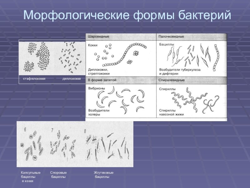 Примеры групп бактерий