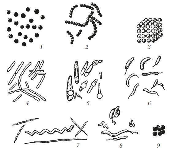 Формы бактерий кокки бациллы спириллы вибрионы