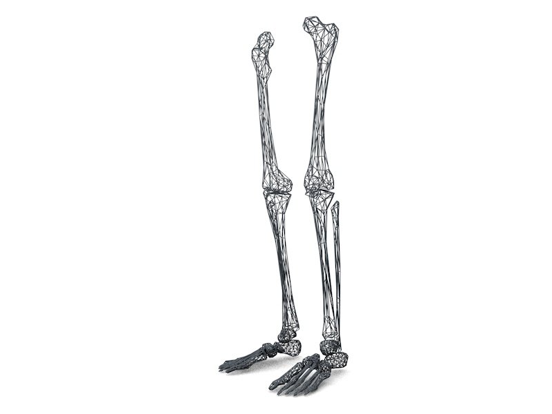 1 скелет голени. Скелет ноги. Скелет ступни. Скелет ноги человека.