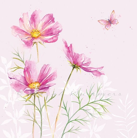 Космея Ботаническая иллюстрация