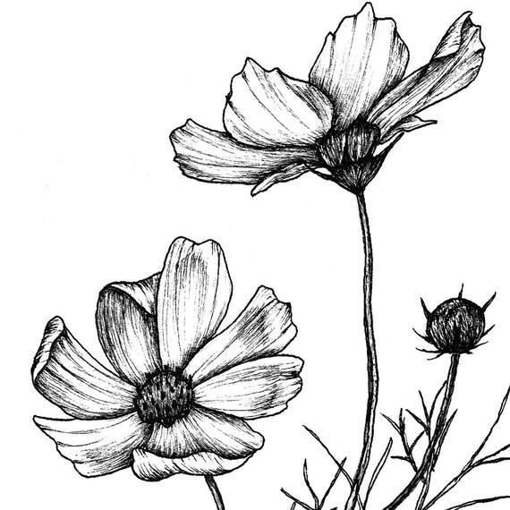 Рисование космея