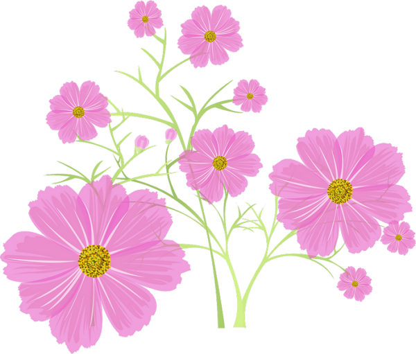 Рисование космея