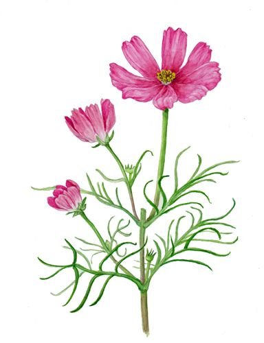 Цветы космеи Ботаническая иллюстрация