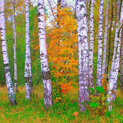 Береза осенью