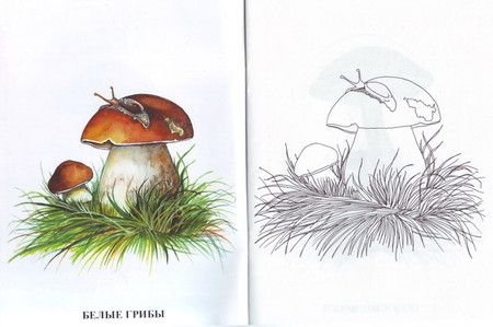 Книги про грибы для детей