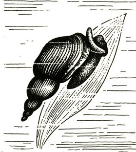 Части тела моллюска