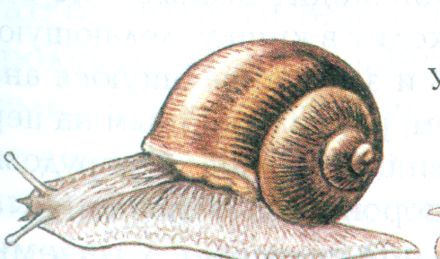 Пищеварительная система брюхоногих моллюсков