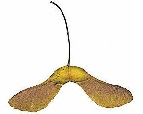 Строение плода клена