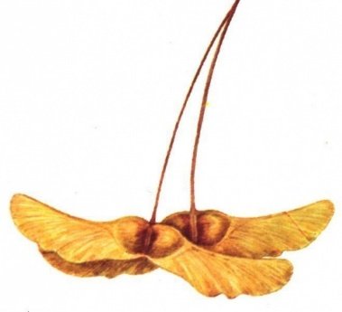 Строение Крылатки клена