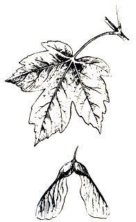 Семена Крылатки клена