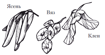 Семена клена раскраска