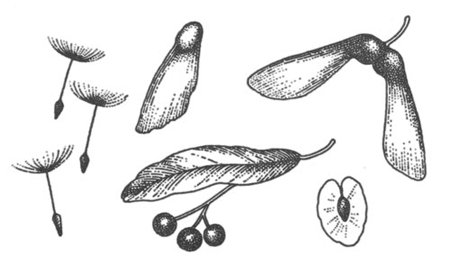 Плоды клена липы березы одуванчика