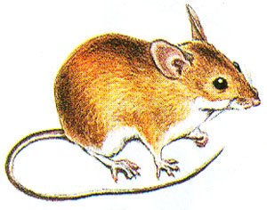 Желтогорлая мышь рисунок