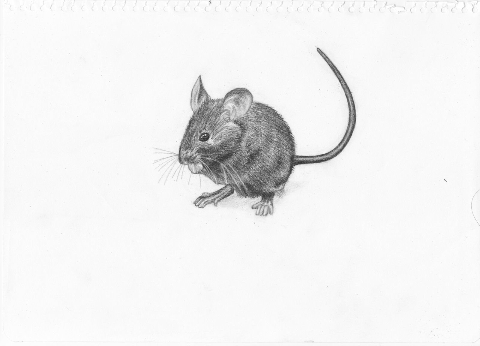 Мышка рисунок реалистичный