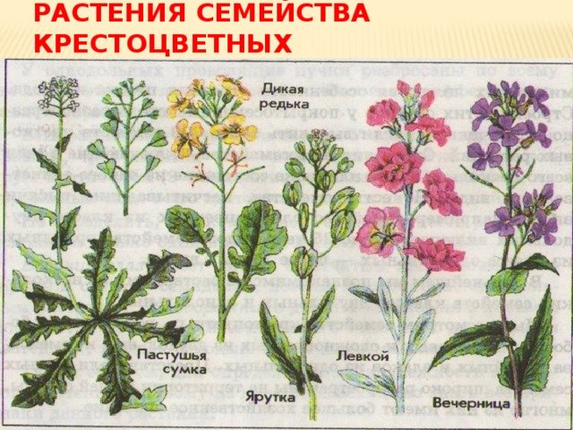 Семейство крестоцветные рисунки. Цветки растений семейства крестоцветные. Крестоцветные дикоросы. Семейство крестоцветные цвето. Цветы однолетние крестоцветные растения.