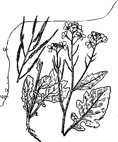 Raphanus raphanistrum l.