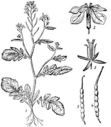 Крестоцветные редька Дикая