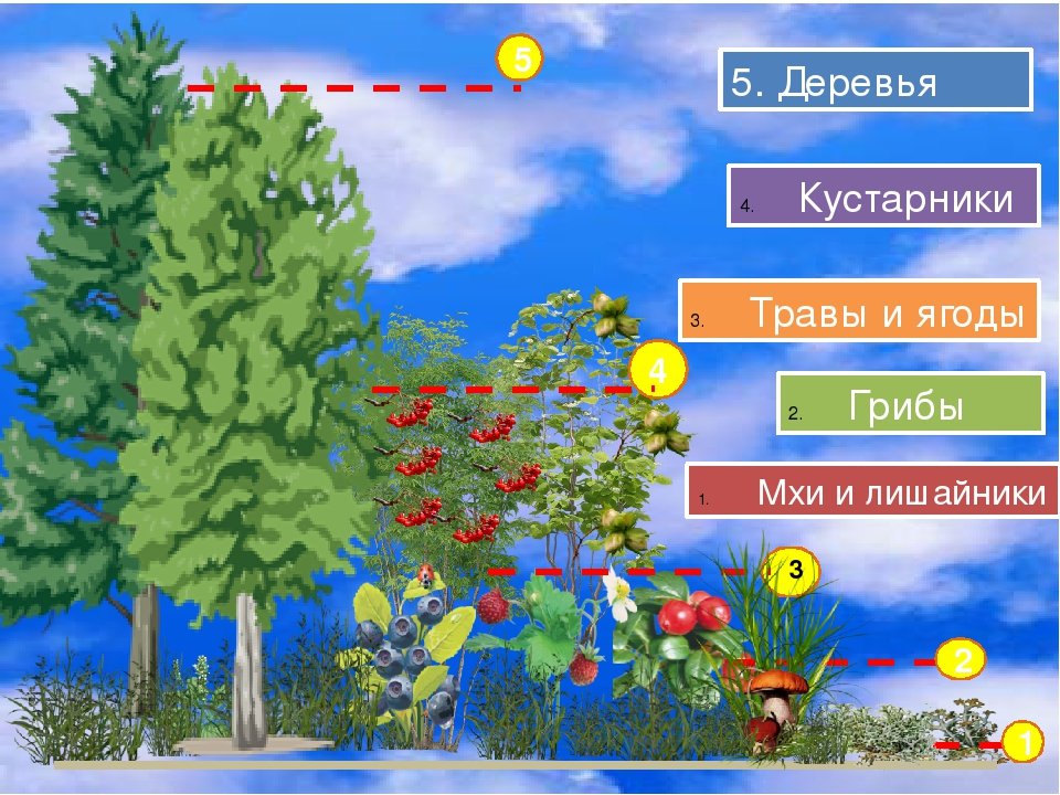 Тест природные сообщества 3 класс. Деревья кустарники травы. Модель этажи леса для дошкольников. Дерево кустарник травянистое растение. Лес деревья кусты растения для детей.