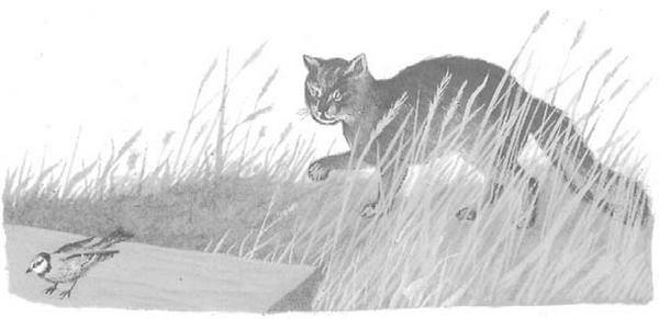 Рассказ кот Рыжко