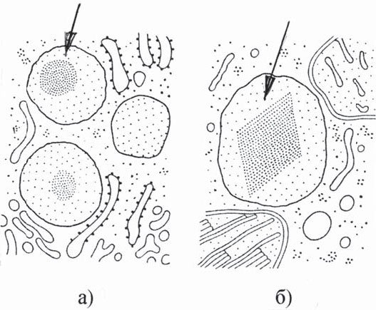 Рисунок лизосом клетки. Пероксисомы цитология. Лизосомы строение рисунок. Лизосома и пероксисома. Первичная лизосома рисунок ЕГЭ.